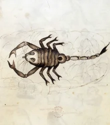 Sloane 3983. Folio No: 23 Znamení zvěrokruhu Štír (vellum)
