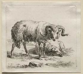 Animalia: Beran a ovce