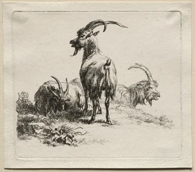 Animalia: Tři kozy
