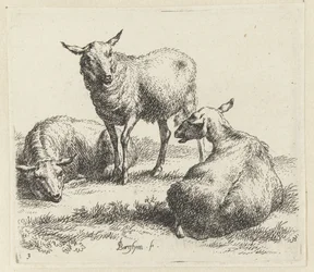 Osušte ovce Schapen (název série) Zvířata oživená a vytištěná vodou pro silný vzduch od Studio and Art of Nicolai Berchem (název série)