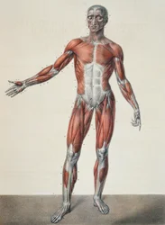 Anatomie lidského těla, z díla Traité Complet d