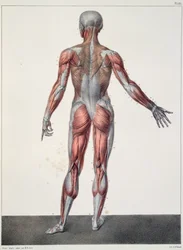 Anatomie lidského těla, z knihy „Traité Complet d