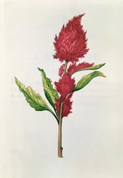 Laskavec, z díla „La Guirlande de Julie“, kolem roku 1642