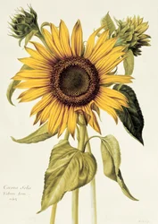 Helianthus Annuus (slunečnice) č.71 z 