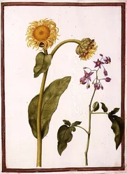 PD.109-1973.f11 (LtoR) Inula Helenium Decampanr a Solanum dulcamara (Bittersweet) (akvarel na pergamenu)
