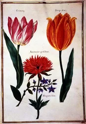PD.109-1973.f29 Dva "zlomené" tulipány, sasanka a modrá konvalinka (akvarel na pergamenu)