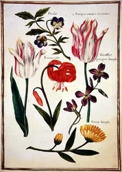 PD.109-1973.f31 Dva „zlomené“ tulipány, lilie Turkscap a další květiny (akvarel na pergamenu)