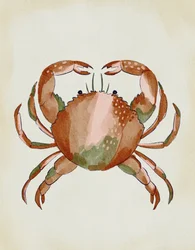 Akvarelový krab