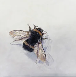 Bombus terrestris 11 (akryl na dřevě s gesso)
