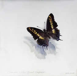 Charaxes castor, obří císař, 2014 (akryl na dřevě s gesso)