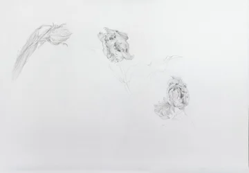 Estella rijnveld 1, 2013 (tužka na křídovém papíře)