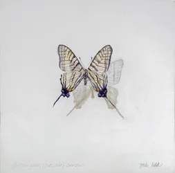 Graphium (Pazala) eurosus, 2014 (akryl na dřevě s gesso)