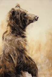 Medvěd grizzly 2, 2002 (uhlová tužka, uhel a křída)