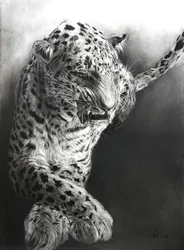 Panthera pardus 1, 2009 (uhel a kontura na papíře Fabriano)