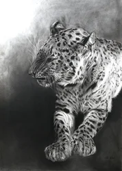 Panthera pardus 2, 2009 (uhel a kontura na papíře Fabriano)