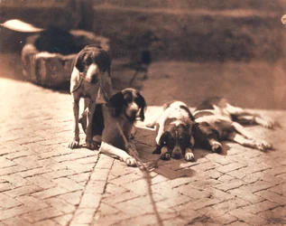 Lovecké psy, asi 1853 (solný tisk)