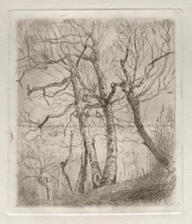 Stromy, 1878.