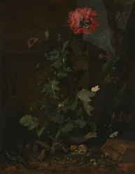 Zátiší s mákem, hmyzem a plazy, ca. 1670.