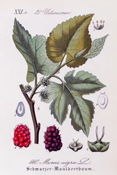 Listy a plody moruše černé (Morus nigra), umělecké dílo Otto Wilhelma Thome (1840-1925) z Flora von Deutschland, Osterreich und der Schweiz (Flóra Německa, Rakouska a Švýcarska)