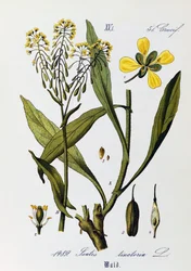 Listy, plody a květy Woad nebo Glastum (Isatis tinctoria), umělecká díla Otto Wilhelma Thome (1840-1925) z Flora von Deutschland, Osterreich und der Schweiz (Flóra Německa, Rakouska a Švýcarska)