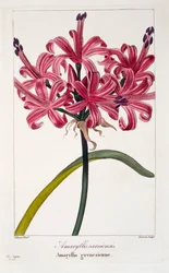 Amaryllis A. sarniensis, hospoda. 1836.