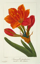 Amaryllis Purpurea, hospoda. 1836.