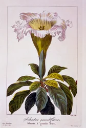 Kalich Vine, hospoda. 1836.