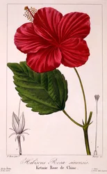Ibišek: H. rosa-sinensis, hospod. 1836.