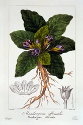 Mandragora: Mandragora officinarum, hospoda. 1836