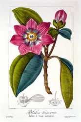 Melier, hospoda. 1836.