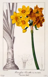 Narcis Tazetta, hospoda. 1836.