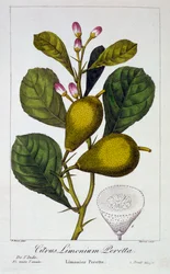 Peretta Lemon, hospoda. 1836.