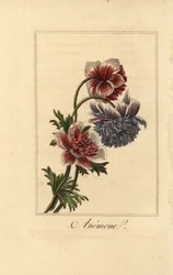 Hybridní sasanka maková, Anemone coronaria
