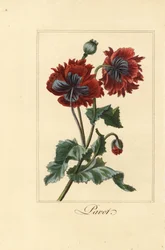 Hybridní odrůda máku, pavotu, Papaver rhoeas