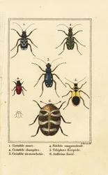 Tiger brouci, Cicindela sinuata 1, Cicindela campestris 2, Cicindela sexguttata 3, Nitidula bloodstained 4, pestrý kobercový brouk, nažloutlý telefor 5, Anthrenus verbasci 6