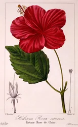 Hibiscus rosa-sinensis, 1836 (ručně kolorovaná rytina)