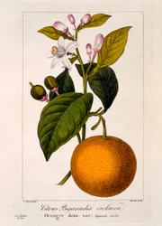 Sladký pomeranč: Citrus sinensis var. Bigaradia violacea, 1836 (ručně kolorovaná rytina)