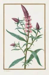 Bez názvu, 1828-1835.