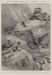 Kožešina pro evropský trh, zabíjení činčily v Andách