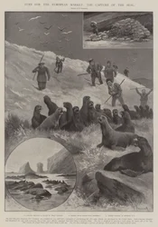 Kožešiny pro evropský trh, zajetí tuleně