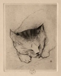 Šest leptů: Hlava kotěte, 1895.