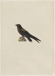 Rorýs ostnoocasý (Hirundapus caudaculus)