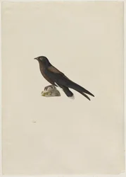 Rorýs ostnoocasý, Hirundapus caudacutus, 19. století.