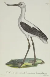 Avocet bělohlavý, počátek 19. století (barevná rytina)
