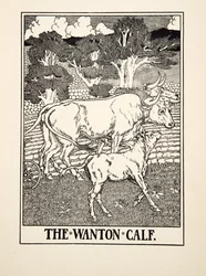 The Wanton Calf, ze Sto bajek o Ezopovi, pub.1903
