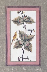 Studie ptáků a květin, kolem roku 1780