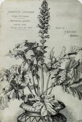 Acanthus Spinosus, Prezentační kresby