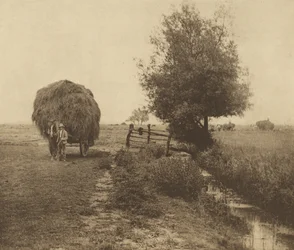 Na sené louce. [Norfolk.]