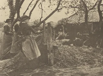 Osier  odlupování. [Norfolk]].