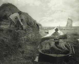 Ricking the Reed, cca 1885 (platinový tisk)